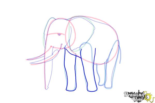 How to Draw Elephants - Step 13