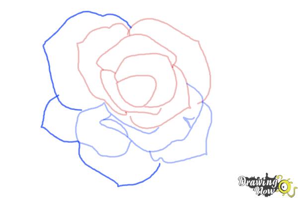 How to Draw an Open Rose - Step 6