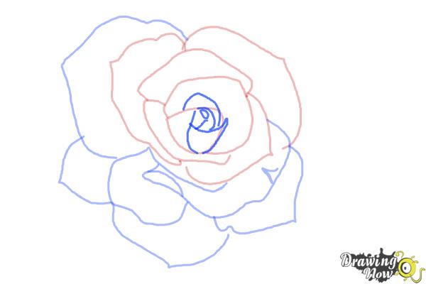 How to Draw an Open Rose - Step 7