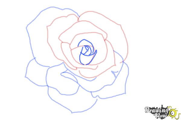 How to Draw an Open Rose - Step 7