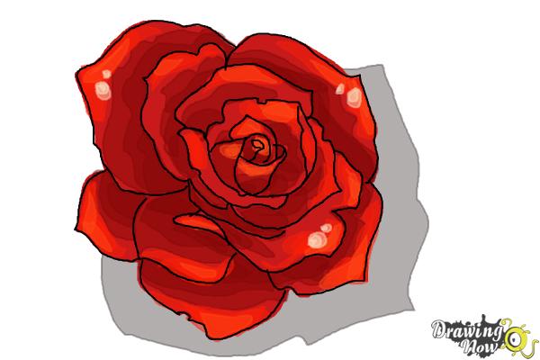 How to Draw an Open Rose - Step 9