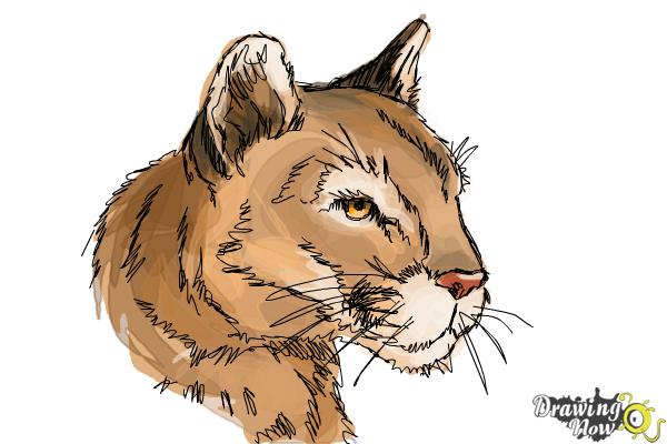 How to Draw a Mountain Lion - Step 11