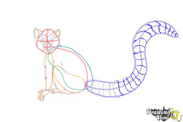 How to Draw a Lemur - Step 11