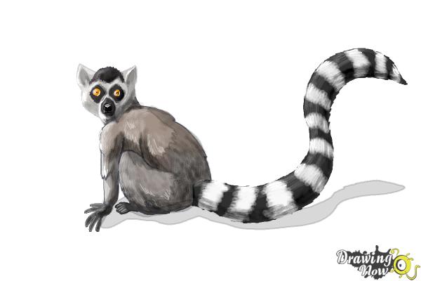 How to Draw a Lemur - Step 13