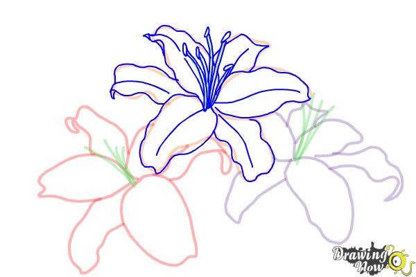 How to Draw Lillies - Step 7