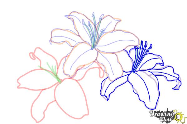 How to Draw Lillies - Step 8