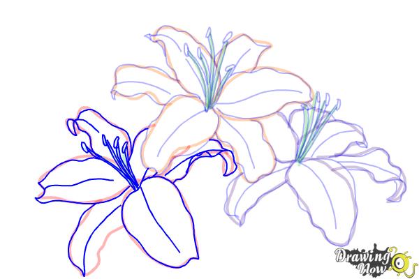 How to Draw Lillies - Step 9