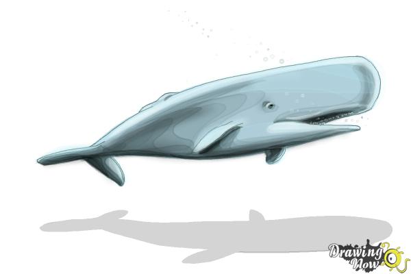 How to Draw a Whale - Step 8
