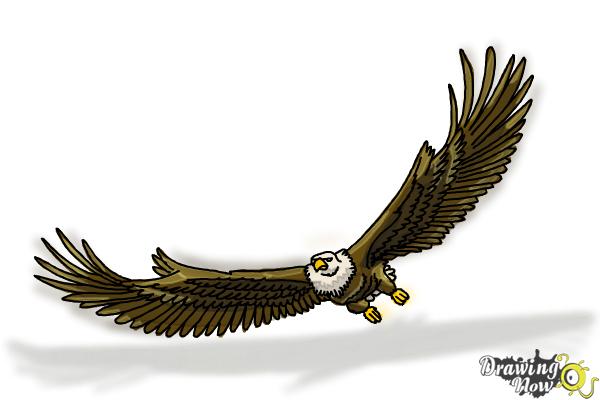 How to Draw Eagle Wings - Step 19