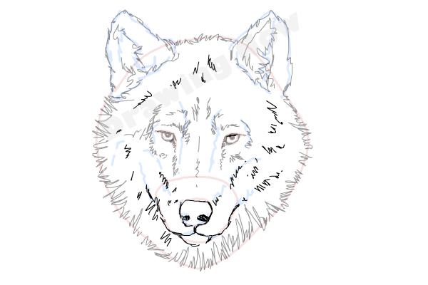 How to draw a Wolf face - Step 10 How to draw a Wolf face - Step 10