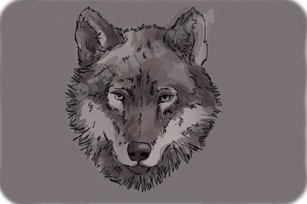 How to draw a Wolf face - Step 11 How to draw a Wolf face - Step 11