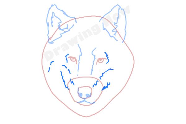 How to draw a Wolf face - Step 5