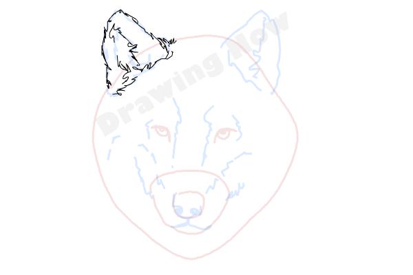 How to draw a Wolf face - Step 6