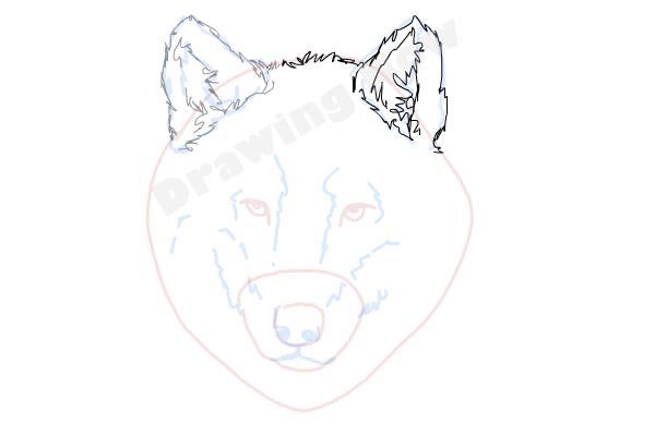 How to draw a Wolf face - Step 7