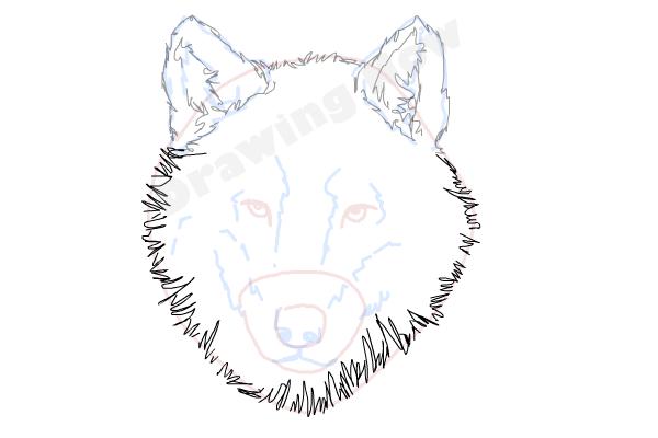 How to draw a Wolf face - Step 8