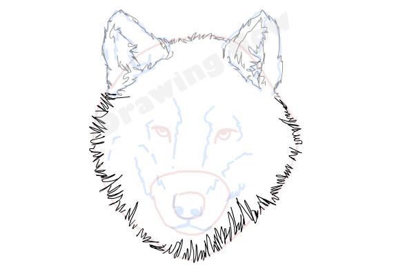 How to Draw a Wolf Face - DrawingNow