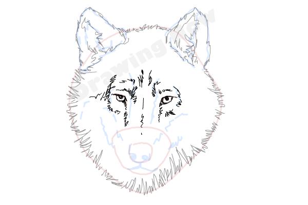How to draw a Wolf face - Step 9 How to draw a Wolf face - Step 9