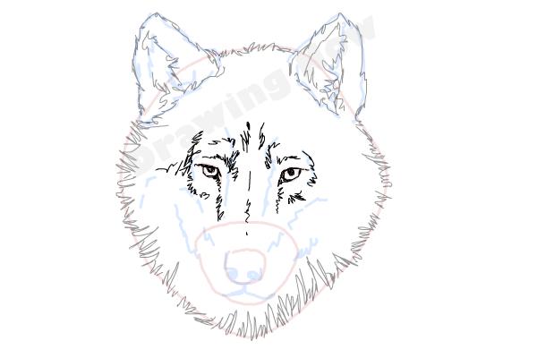 How to draw a Wolf face - Step 9