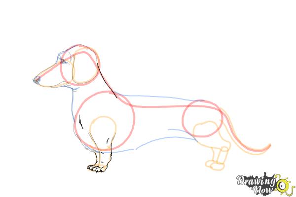 How to Draw Dachshund Step by Step - Step 10