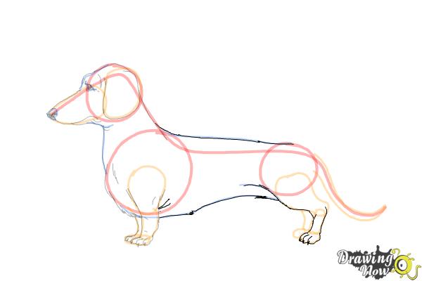 How to Draw Dachshund Step by Step - Step 11