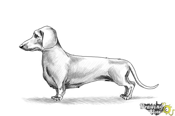 How to Draw Dachshund Step by Step - Step 13