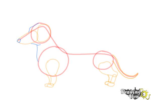 How to Draw Dachshund Step by Step - Step 6