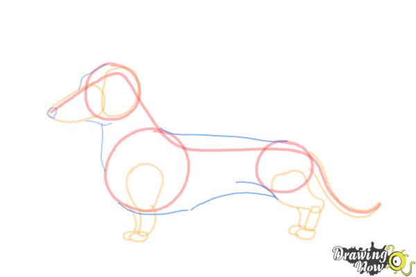 How to Draw Dachshund Step by Step - Step 7