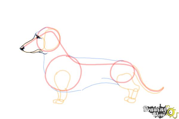 How to Draw Dachshund Step by Step - Step 8