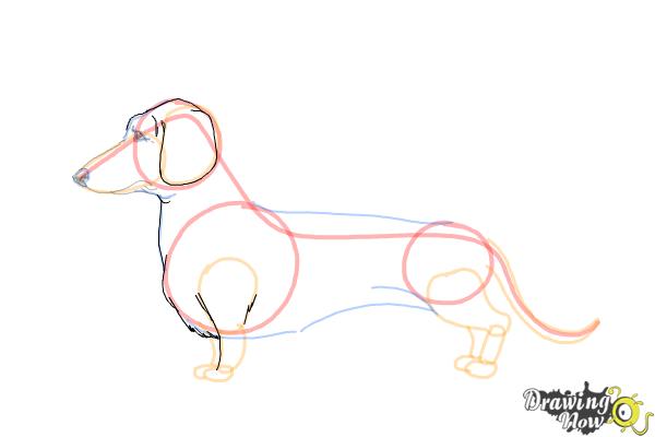 How to Draw Dachshund Step by Step - Step 9