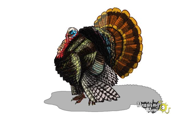 How to Draw a Turkey Step by Step - DrawingNow