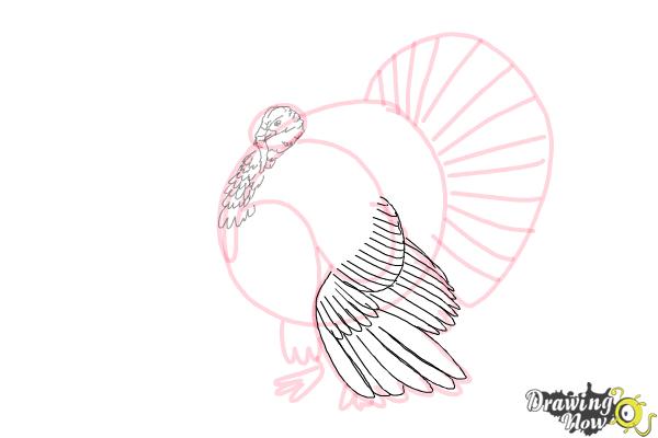 How to Draw a Turkey Step by Step - Step 6