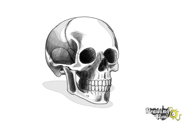 How to Draw a Skull Step by Step - Step 10