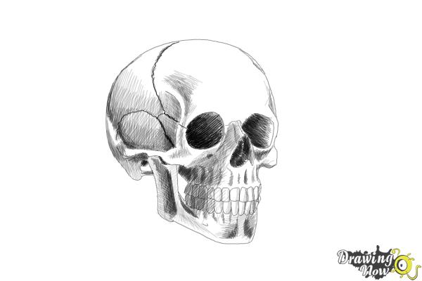 How to Draw a Skull Step by Step - DrawingNow