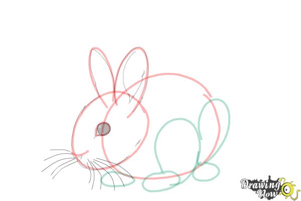 How to Draw a Baby Bunny - Step 10