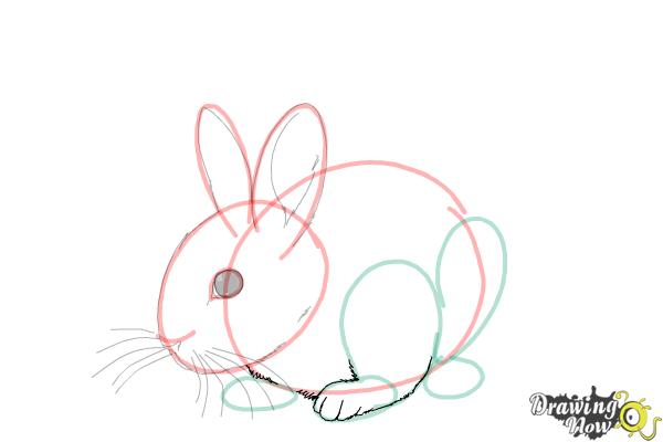 How to Draw a Baby Bunny - Step 11