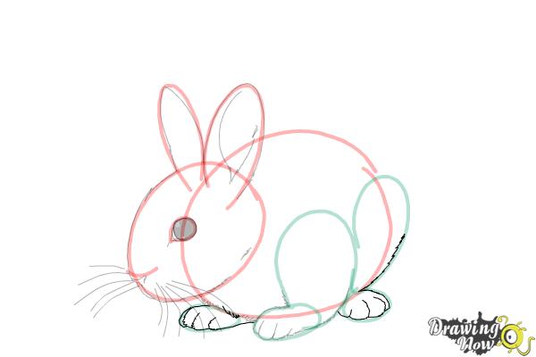 How to Draw a Baby Bunny - Step 12