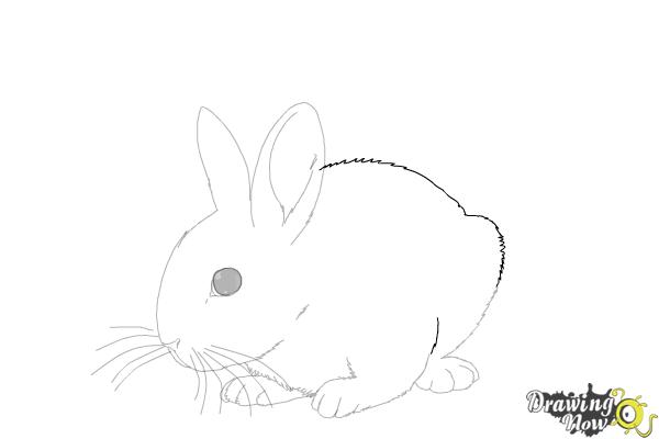 How to Draw a Baby Bunny - Step 13