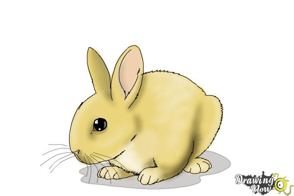 How to Draw a Baby Bunny - Step 14