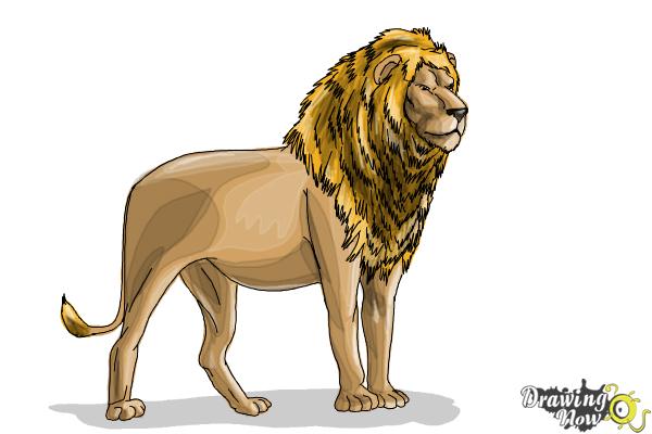 How to Draw a Lion Step by Step - Step 11