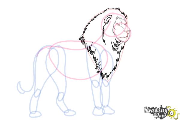 How to Draw a Lion Step by Step - Step 7