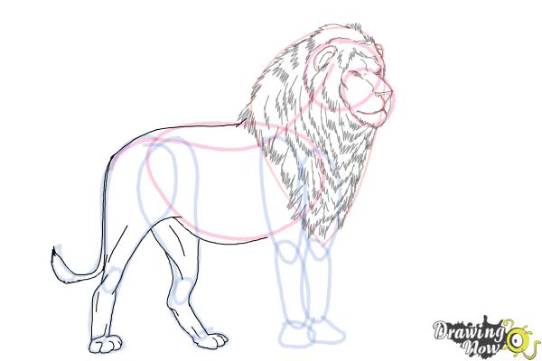 How to Draw a Lion Step by Step - Step 9