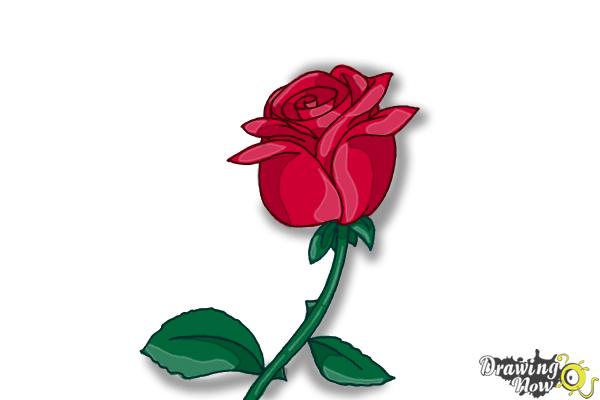 How to Draw a Rose Step by Step For Kids - Step 8 How to Draw a Rose Step by Step For Kids - Step 8