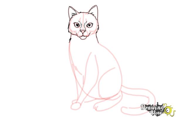 Warrior Cats Drawing - How To Draw Warrior Cats Step By Step