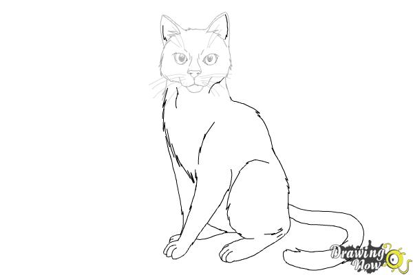 How to Draw Hawkfrost from Warrior Cats - Step 13 How to Draw Hawkfrost from Warrior Cats - Step 13