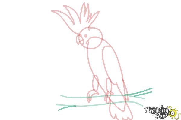 How to Draw a Cockatoo - Step 10