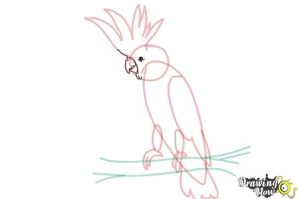 How to Draw a Cockatoo - Step 11