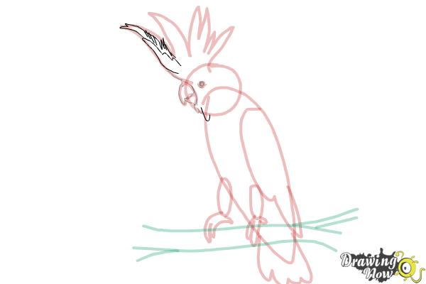How to Draw a Cockatoo - Step 12