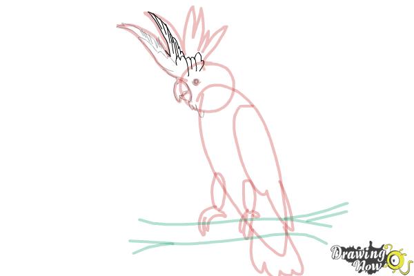 How to Draw a Cockatoo - Step 13