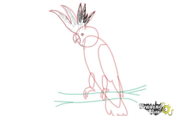 How to Draw a Cockatoo - Step 14
