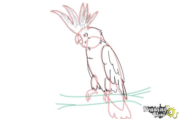 How to Draw a Cockatoo - Step 15